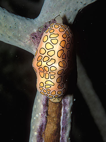 Flamingo tongue snail